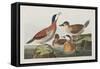 Illustration from 'Birds of America', 1827-38-John James Audubon-Framed Stretched Canvas