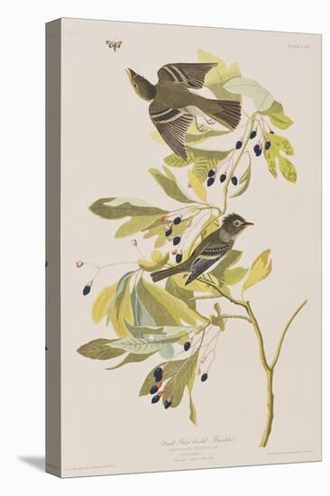 Illustration from 'Birds of America', 1827-38-John James Audubon-Stretched Canvas