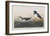 Illustration from 'Birds of America', 1827-38-John James Audubon-Framed Giclee Print