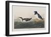 Illustration from 'Birds of America', 1827-38-John James Audubon-Framed Giclee Print