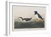 Illustration from 'Birds of America', 1827-38-John James Audubon-Framed Giclee Print