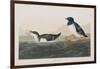 Illustration from 'Birds of America', 1827-38-John James Audubon-Framed Giclee Print