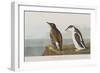 Illustration from 'Birds of America', 1827-38-John James Audubon-Framed Giclee Print