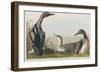 Illustration from 'Birds of America', 1827-38-John James Audubon-Framed Giclee Print