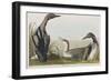 Illustration from 'Birds of America', 1827-38-John James Audubon-Framed Giclee Print