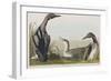 Illustration from 'Birds of America', 1827-38-John James Audubon-Framed Giclee Print