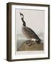 Illustration from 'Birds of America', 1827-38-John James Audubon-Framed Giclee Print