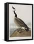 Illustration from 'Birds of America', 1827-38-John James Audubon-Framed Stretched Canvas