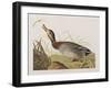 Illustration from 'Birds of America', 1827-38-John James Audubon-Framed Giclee Print