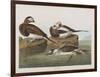 Illustration from 'Birds of America', 1827-38-John James Audubon-Framed Giclee Print