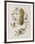 Illustration from 'Birds of America', 1827-38-John James Audubon-Framed Giclee Print