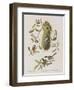 Illustration from 'Birds of America', 1827-38-John James Audubon-Framed Giclee Print