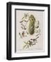 Illustration from 'Birds of America', 1827-38-John James Audubon-Framed Giclee Print