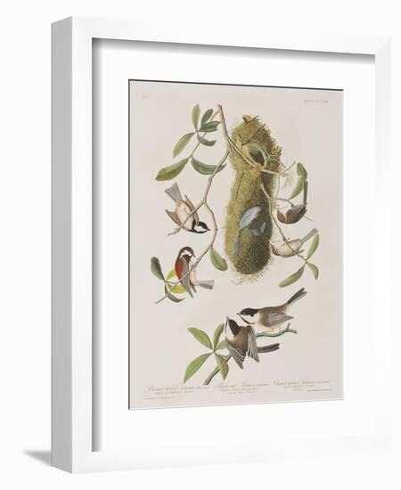 Illustration from 'Birds of America', 1827-38-John James Audubon-Framed Giclee Print