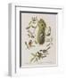 Illustration from 'Birds of America', 1827-38-John James Audubon-Framed Giclee Print