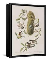 Illustration from 'Birds of America', 1827-38-John James Audubon-Framed Stretched Canvas