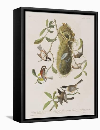 Illustration from 'Birds of America', 1827-38-John James Audubon-Framed Stretched Canvas