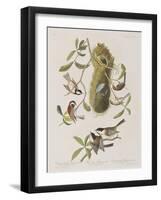 Illustration from 'Birds of America', 1827-38-John James Audubon-Framed Giclee Print