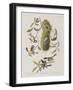 Illustration from 'Birds of America', 1827-38-John James Audubon-Framed Giclee Print