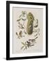 Illustration from 'Birds of America', 1827-38-John James Audubon-Framed Giclee Print