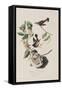 Illustration from 'Birds of America', 1827-38-John James Audubon-Framed Stretched Canvas