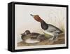 Illustration from 'Birds of America', 1827-38-John James Audubon-Framed Stretched Canvas