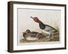 Illustration from 'Birds of America', 1827-38-John James Audubon-Framed Giclee Print