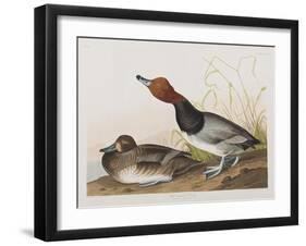 Illustration from 'Birds of America', 1827-38-John James Audubon-Framed Giclee Print