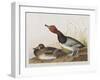 Illustration from 'Birds of America', 1827-38-John James Audubon-Framed Giclee Print