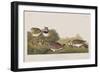 Illustration from 'Birds of America', 1827-38-John James Audubon-Framed Giclee Print