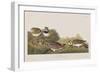 Illustration from 'Birds of America', 1827-38-John James Audubon-Framed Giclee Print