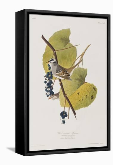 Illustration from 'Birds of America', 1827-38-John James Audubon-Framed Stretched Canvas