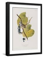 Illustration from 'Birds of America', 1827-38-John James Audubon-Framed Giclee Print