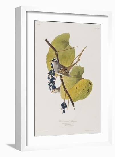 Illustration from 'Birds of America', 1827-38-John James Audubon-Framed Giclee Print