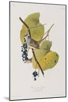 Illustration from 'Birds of America', 1827-38-John James Audubon-Mounted Giclee Print