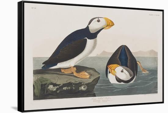 Illustration from 'Birds of America', 1827-38-John James Audubon-Framed Stretched Canvas