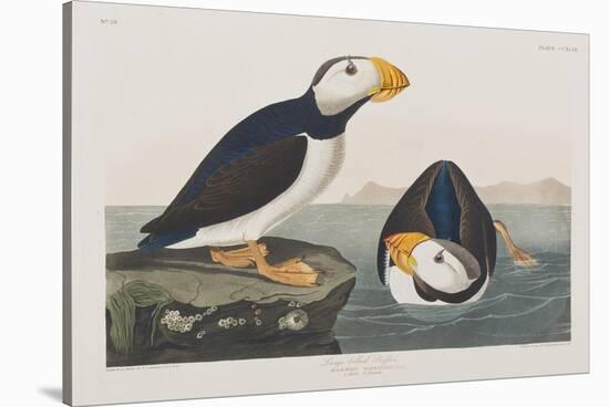 Illustration from 'Birds of America', 1827-38-John James Audubon-Stretched Canvas