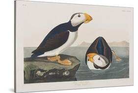 Illustration from 'Birds of America', 1827-38-John James Audubon-Stretched Canvas