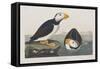 Illustration from 'Birds of America', 1827-38-John James Audubon-Framed Stretched Canvas