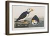 Illustration from 'Birds of America', 1827-38-John James Audubon-Framed Giclee Print