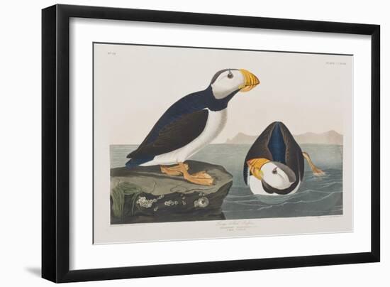 Illustration from 'Birds of America', 1827-38-John James Audubon-Framed Giclee Print