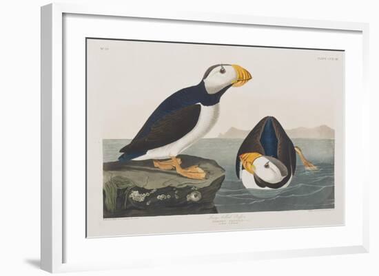 Illustration from 'Birds of America', 1827-38-John James Audubon-Framed Giclee Print