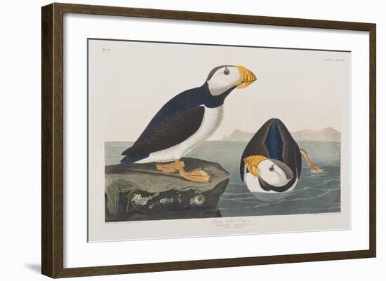 Illustration from 'Birds of America', 1827-38-John James Audubon-Framed Giclee Print