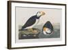 Illustration from 'Birds of America', 1827-38-John James Audubon-Framed Giclee Print