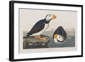 Illustration from 'Birds of America', 1827-38-John James Audubon-Framed Giclee Print