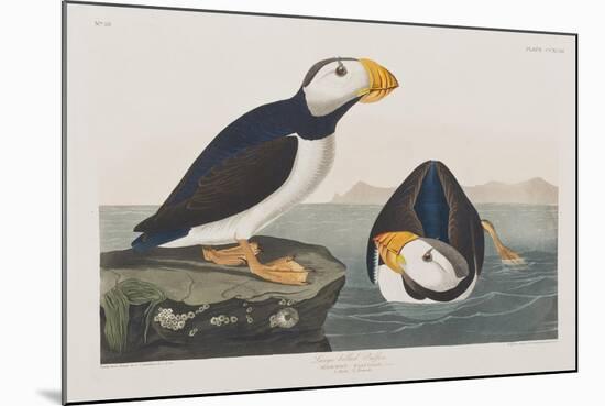 Illustration from 'Birds of America', 1827-38-John James Audubon-Mounted Giclee Print