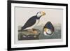 Illustration from 'Birds of America', 1827-38-John James Audubon-Framed Giclee Print