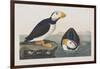 Illustration from 'Birds of America', 1827-38-John James Audubon-Framed Giclee Print