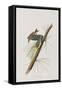 Illustration from 'Birds of America', 1827-38-John James Audubon-Framed Stretched Canvas