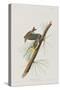 Illustration from 'Birds of America', 1827-38-John James Audubon-Stretched Canvas